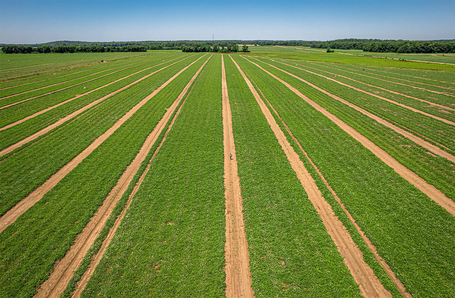 Melon fields